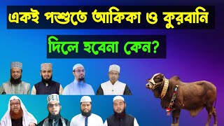 কুরবানি ও আকিকা একসাথে দেওয়া যাবে? | একই পশুতে কুরবানি ও আকিকা দেওয়া যাবে?