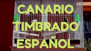 CANARIO TIMBRADO ESPAÑOL EN CELO **PISADA**