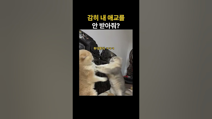 감히? 내 애교를 안받냥?! #cat