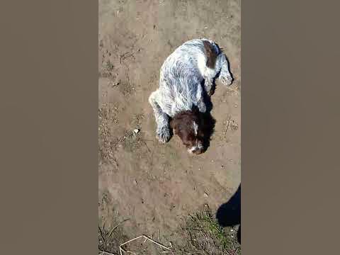 Джина белая.Соня такса. и Рада - YouTube