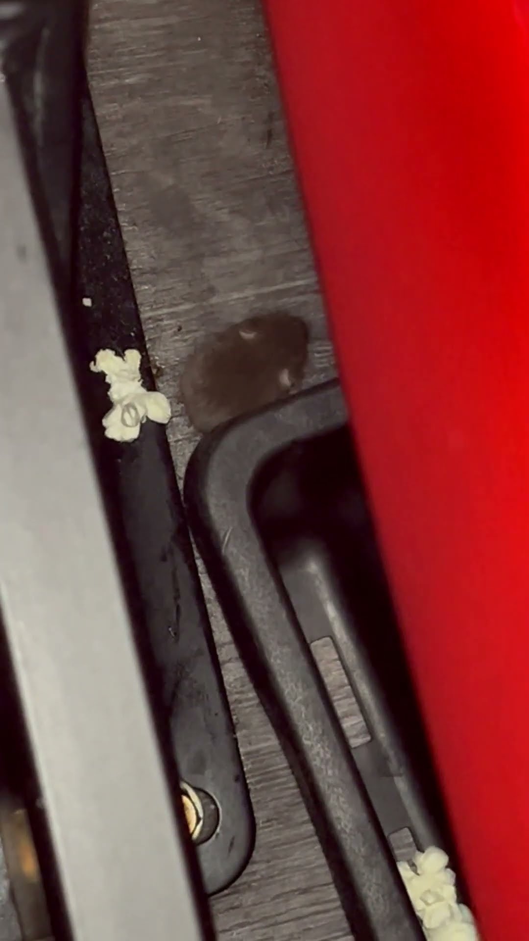 Tiny Mouse Snacks on Movie Theater Popcorn || ViralHog