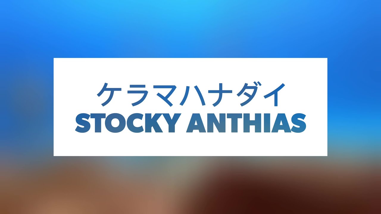 【おさかな映像図鑑】ケラマハナダイ(Stocky Anthias)