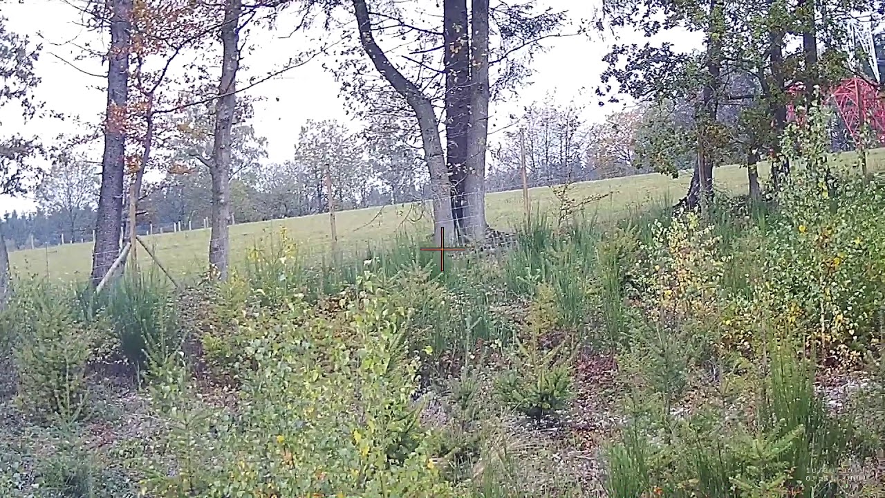 Driven wildboar 30-10-2019 in Lierneux Belgium