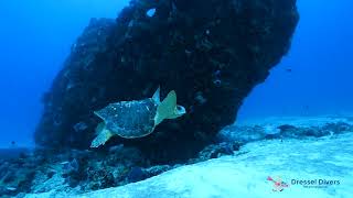 Scuba Diving In Playa Del Carmen - Best Moments Of August 2023