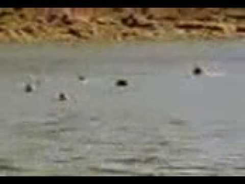 غرق مجموعة من الطلاب في سوريا بحيرة زرزر 2009