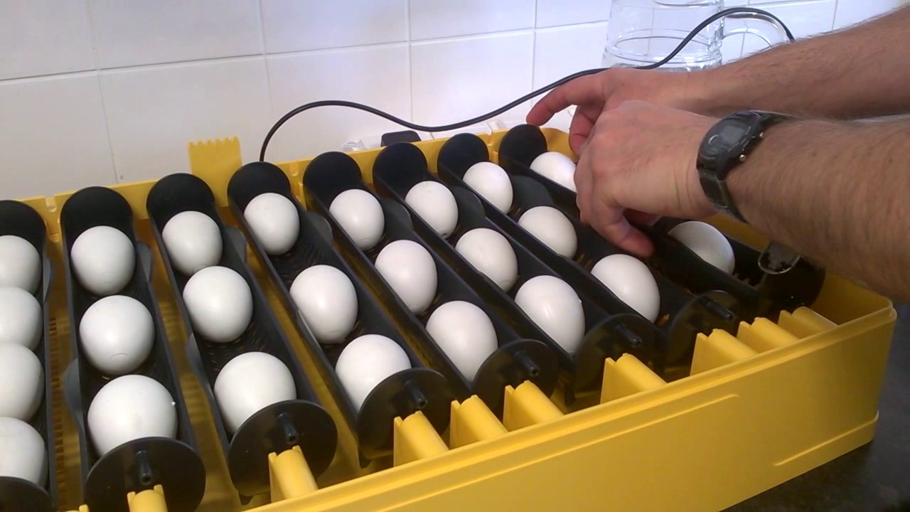 Brinsea Ovation 56 EX Egg Incubator - YouTube