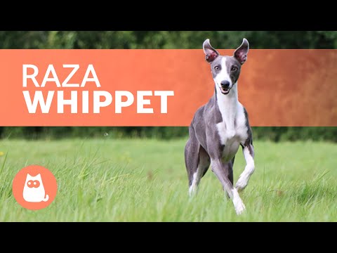 Video: ¿Cuál es la diferencia entre el galgo italiano y el Whippet?