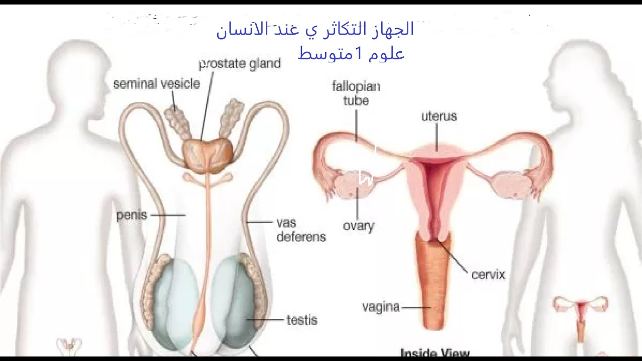 علوم 1متوسط درس جهاز التكاثرالجنسي عند الانسان  جزء1