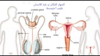 علوم 1متوسط درس جهاز التكاثرالجنسي عند الانسان  جزء1