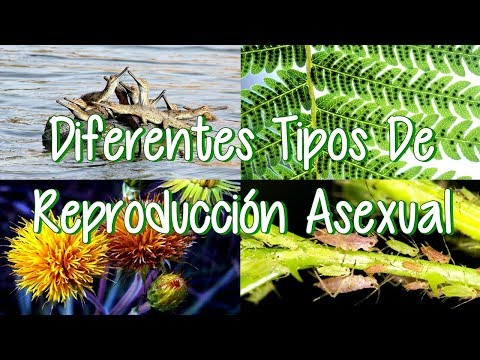 Diferentes Tipos De Reproducción Asexual (Seres Vivos Que Se Reproducen De Forma Asexual)