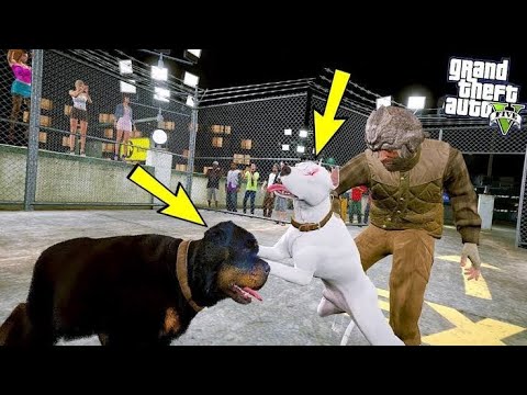 Gta 5 : Dog Death Fight Arena HULK PITBULL Puppies Vs Messi Rottweiler ...