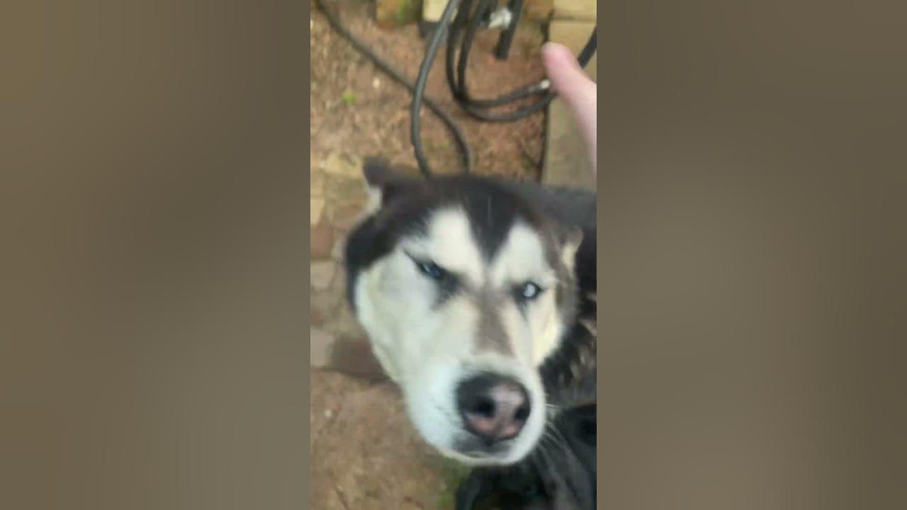 How To Tame A Wolf In Minecraft Without Bones Of The Foot