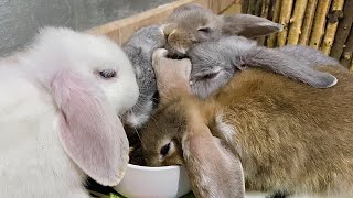 2 months old rabbits eating crunchy food by Bunny Love 8,831 views 3 years ago 1 minute, 32 seconds