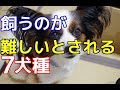 【愛犬のための知識】飼うのが難しいとされる7犬種【犬を知る】