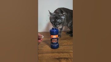 Catnip Bubble FAIL! Ahsoka & Aspen