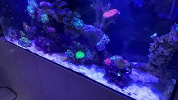 About growing coralline algae