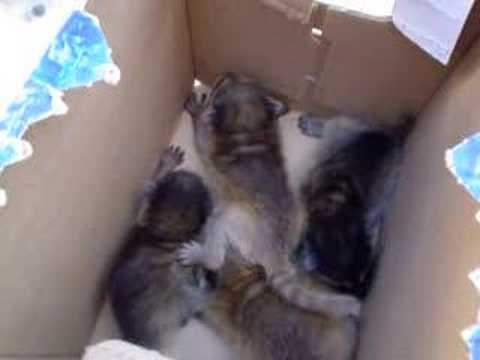 Baby Raccoons 2004