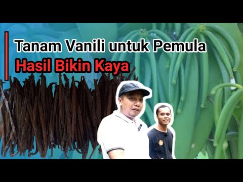 BUDIDAYA VANILI UNTUK PEMULA HASIL BIKIN KAYA 