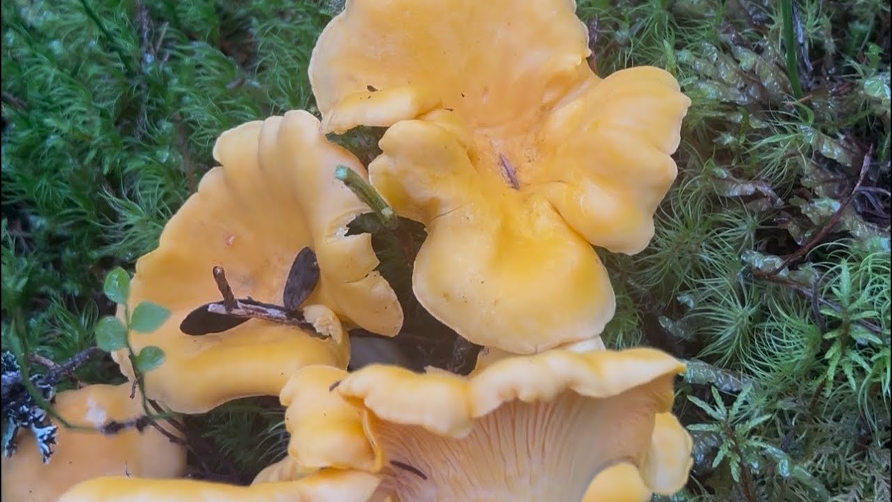 มาเก็บเห็ดกันต่อจ้าป่านี้เห็ดมันปูดอกสวยขาใหญ่สวยมากค่ะ09.09.25