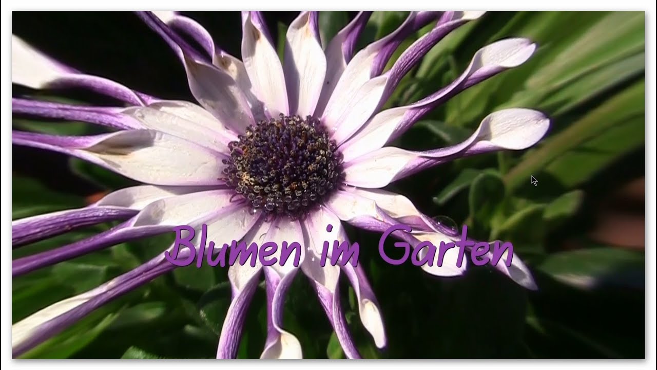 Frühjahrsblumen im Garten YouTube