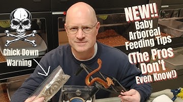 3 Baby Feeding Tips Every Green Tree Python & Emerald Tree Boa Breeder Must Know