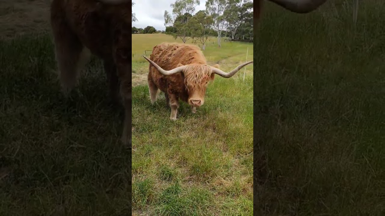 Better Safe Than Sorry | Taking Extra Care with Sunny and Rocco