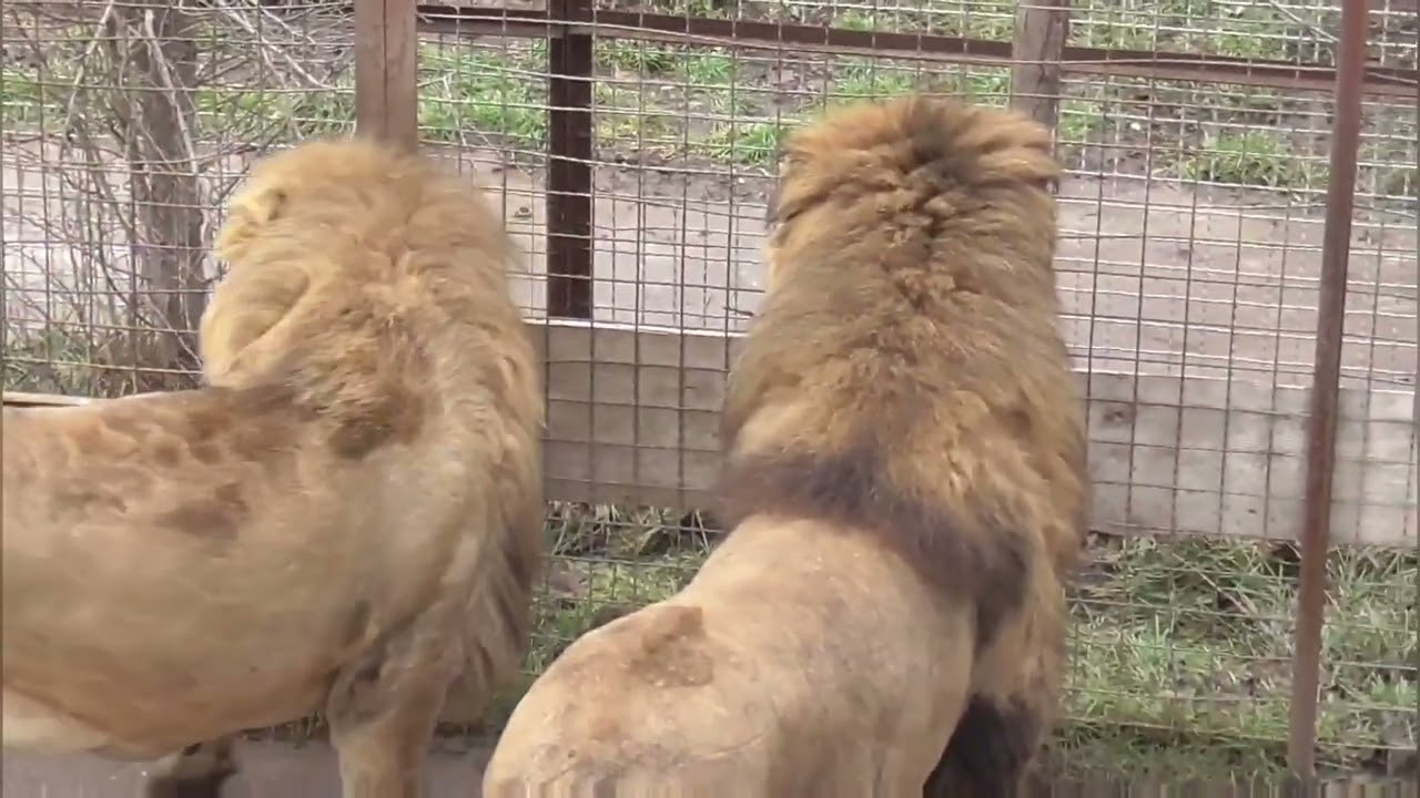 Февральская ПРОГУЛКА ко львам! Парк львов Тайган ❤️ 