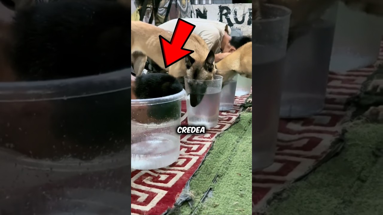 Câinele care a prins trișorul în fapt 🐶😲 