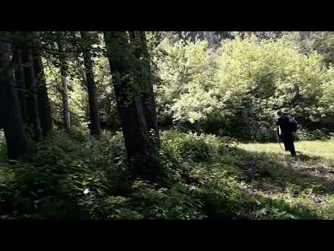 Алма Ата Ёлочка только Новый год рядом с ней встречать Березовая роща 26 05 2022