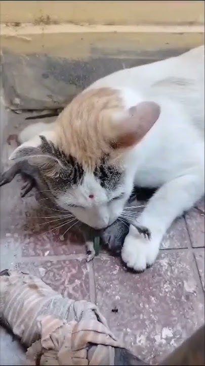 Cat Kill Rat Cat Vs Rat Cat Hunting Rat cat catshorts rat cat-kill-rat-cat-vs-rat-cat-hunting-rat-cat-catshorts-rat