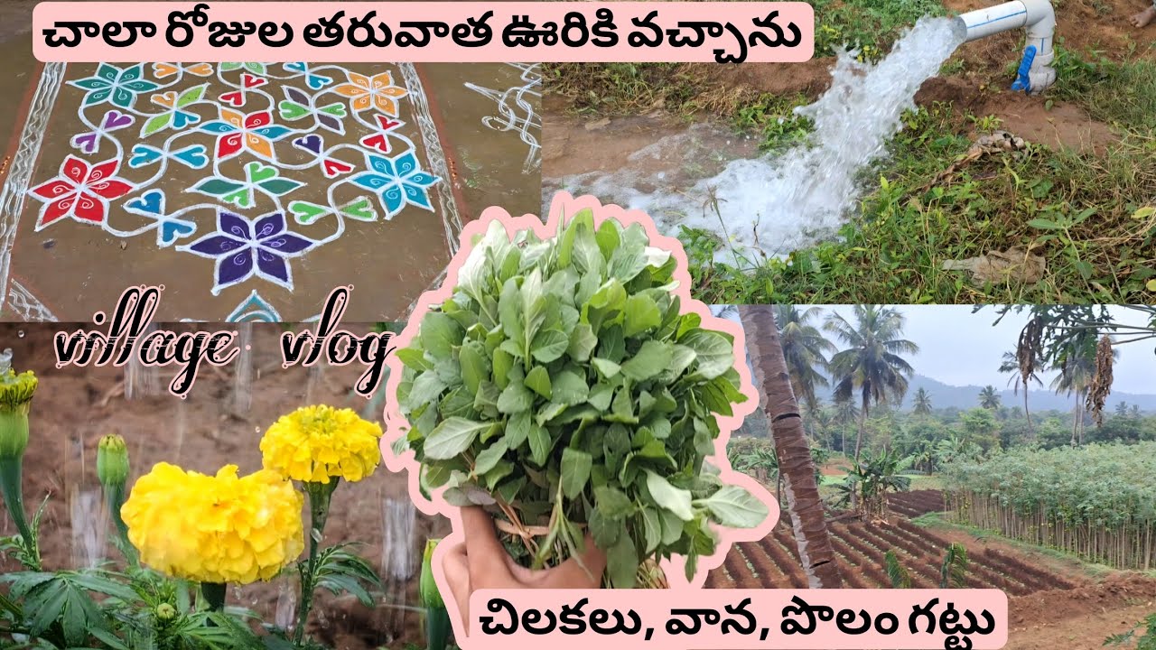 మా ఊరిలో నేను ఏమీ ఏమీ చేశాను|పచ్చని పొలం లో మా అమ్మా చేసిన comedy| Village vlog 