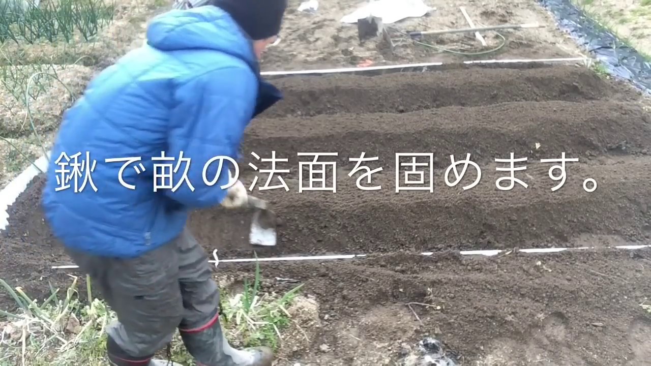 ジャガイモの土作りから畝立て 育て方 Creating Planting Beds For Potatoes Youtube