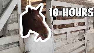 Horse Flapping his Tongue 10 Hours