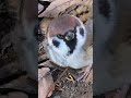 チュン太郎、枯葉の上をカサコソやって来た。