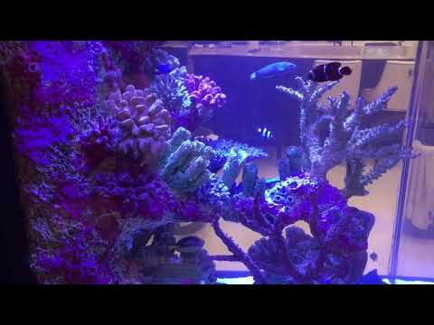 150 Gallon Custom