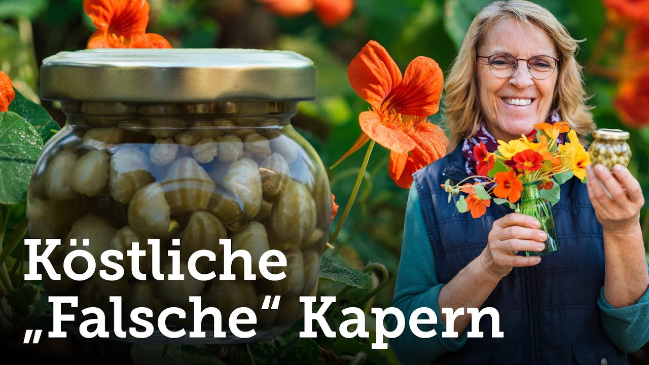 Kapuzinerkresse Wir machen aus den Samen die herrlich köstlichen