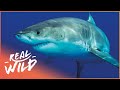The Amazing Secret Lives Of Sharks | New Perspectives On An Ancient Predator | Real Wild