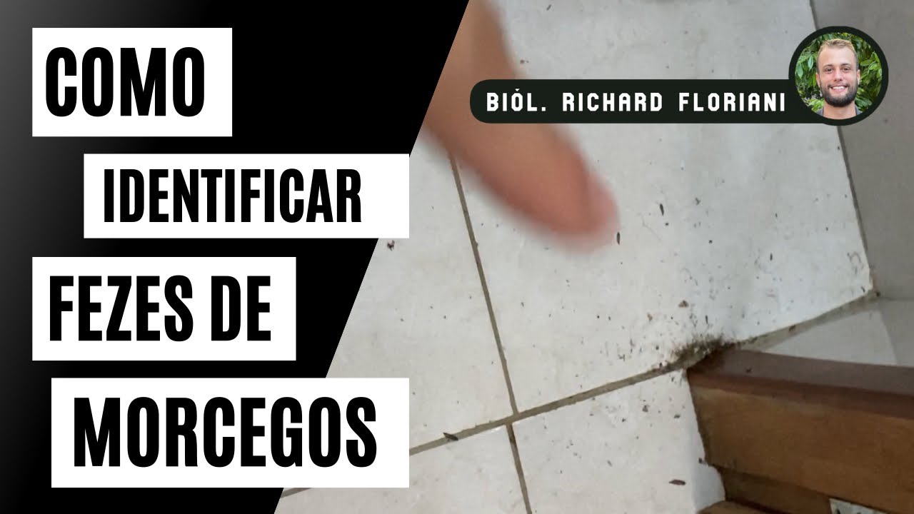 Como Identificar Fezes De Morcegos Em Casa. Biólogo Richard Floriani YouTube Como Identificar Fezes De Morcegos Em Casa. Biólogo Richard Floriani YouTube