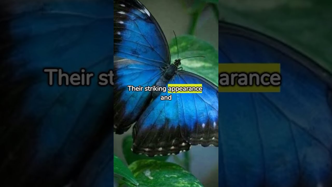 Jewels of the Rainforest The Mesmerizing Blue Morpho Butterfly #shorts