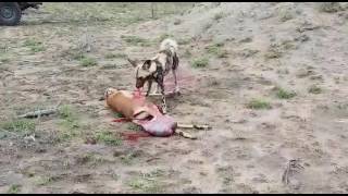 Wild dog feed on live Impala and fetus ( Warning: Graphic footage )