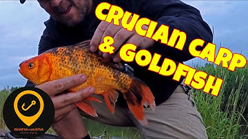 Float fishing for crucian carp and goldfish