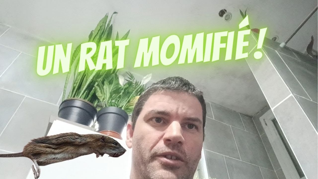 Comment attraper un rat dans un plafond ? (S1 Ep2) YouTube — free download