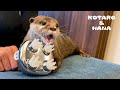 カワウソに初めてヘッドマッサージャーを使ってみた結果　Otter Reacts to Head Massager