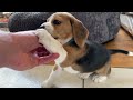 I Got ATTACKED By a BEAGLE PUPPY!