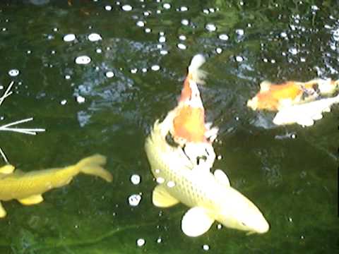 Gary Jacobs koi pond August 2007