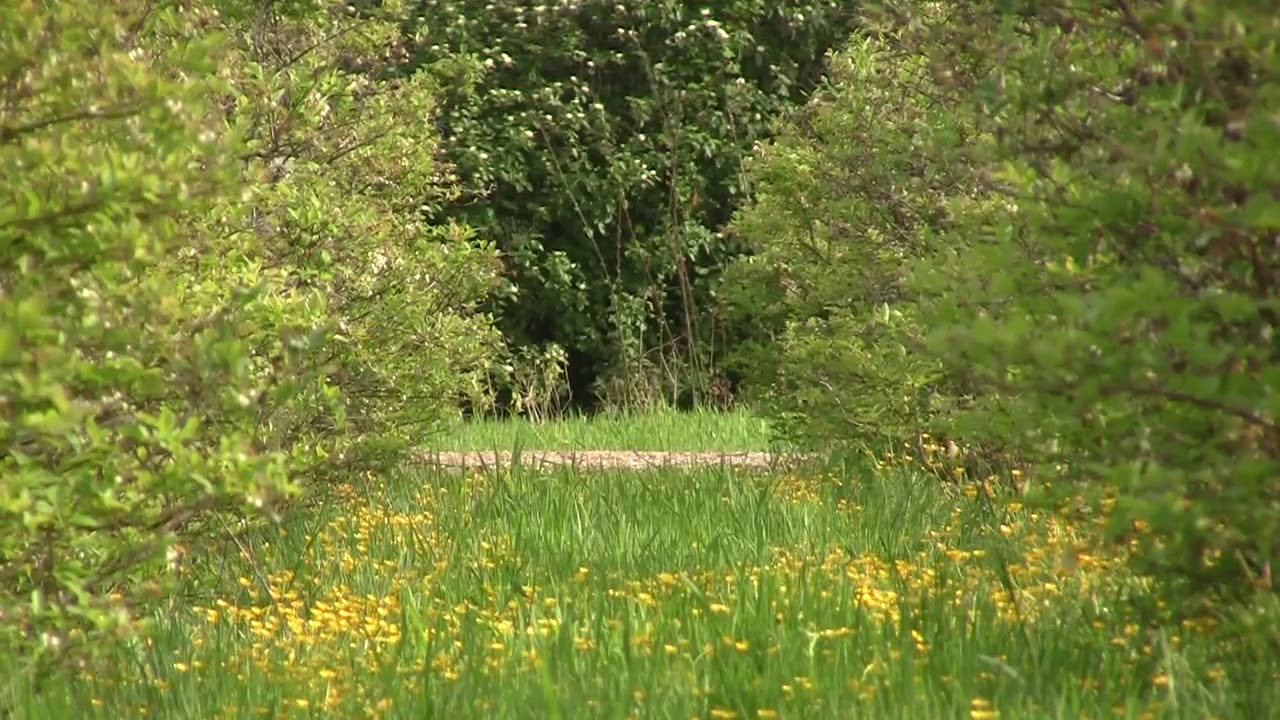 Free royalty footage Garden short video Green Screen Chroma Key Effects ...