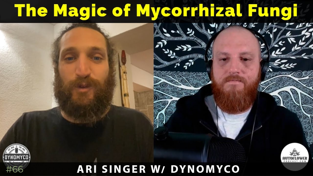 Ep66: The Magic of Mycorrhizal Fungi & Cannabis w/ Ari from DYNOMYCO
