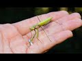え?なにこのカマキリ!?!?