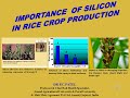 IMPORTANCE  OF SILICON IN RICE CROP PRODUCTION by Dr.P.C.Patel