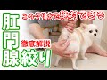 【スローにしながら解説】このやり方で誰でも絶対できる！犬の肛門腺絞りであまり知られていないコツを教えます！【チワワのまろみ】